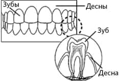 TeethGums